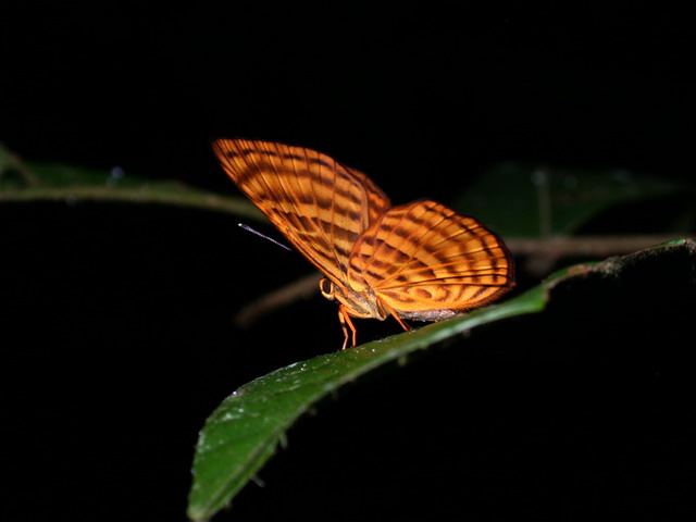 眩目蛺蝶。圖片來源：楊家旺