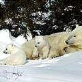 北極熊日後恐怕只成追憶?圖片提供：世界自然基金會