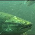 珍稀又寶貝的鮭魚在西雅圖是一項極受保護的物種資源。圖片提供：我們的島。