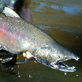 國王鮭因環境汙染而造成毒素殘留體內。圖片提供：The Daily Green。
