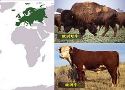 歐洲牛隻介紹
