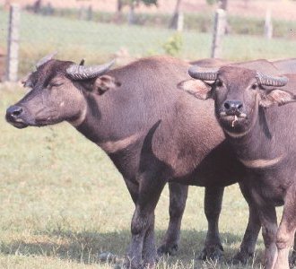 【牛專題】科學•水牛的心聲；圖片來源：台灣原畜產種知識庫。