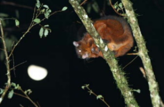 山林內暗夜深藏之動物。圖片提供：許嘉錦攝