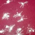 The gram-negative bacteria Salmonella typhi 。圖片提供： J. Michael Miller 