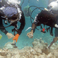 研究人員正採集珊瑚標本。圖片提供：Christian Perthen, IAEA Marine Environmental Laboratory