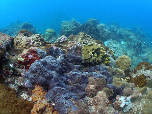 被黑皮海綿覆蓋的珊瑚礁；照片提供：中研院生物多樣性研究中心 珊瑚礁演化生態與遺傳研究室。