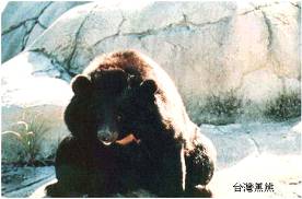 台灣黑熊難道只能在動物園中度過餘生?