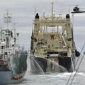 兩船碰撞時直升機蒐集影像的畫面  圖片提供：Adam Lau courtesy Sea Shepherd