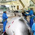 奄奄一息橫陳日籍捕鯨船上的鯨魚。圖片提供：ICR。