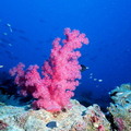 紅珊瑚 。圖片提供：維基百科。