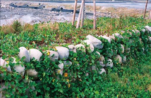 圖40 彰化海邊的磊石矮牆，以藤類植物網捆綁之越久越強（洪如江攝）