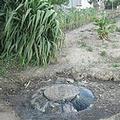 辛巴威污水管理不當導致疫情擴散。圖片提供： Sokwanele。