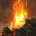 澳洲大火吞噬豐富山林及多元豐富之生物環境。圖片提供：Office of Premier Brumby。
