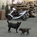 在工業區的半街犬：小黑，一年生過一年，乳房都乾瘪了，孩子也被捕狗隊抓走好幾次了，但都沒有人想到可以幫牠結紮；圖片來源：cindy。