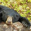 華盛頓州的黑熊遭獵殺之命運 圖片提供:Mike Quinn