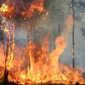 印度尼西亞的森林大火 圖片提供:CIFOR/ICRAF
