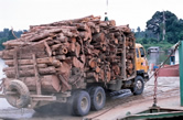 WWF呼籲有力的歐洲立法以防制非法的木材進入歐洲市場。圖片提供：ＷＷＦ