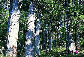 棲蘭山，仰望那六十多株千年紅檜、扁柏神木的傲天巨幹，你會昇起對自然的敬畏。圖片來源:中華世界遺產文化協會