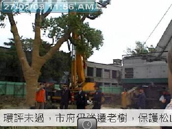 市府強拆松菸最後老樟樹。圖片來源：野草莓網路直播組
