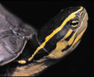 印尼箱龜。照片來源：WWF