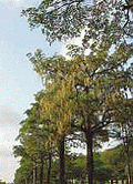 黑板樹在國民政府來台後大量栽種；圖片來源：潘富俊