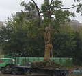 松菸老樟樹被移植一景；圖片來源：林芸姿（自由業、綠黨黨員）