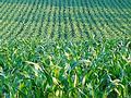 孟山都公司的MON810基改玉米田；圖片來源：WJAC