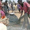 在加納長期用傳統漁法進行捕撈的漁民；圖片來源：Shepherd