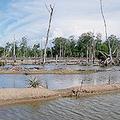養蝦業在印尼的破壞紅樹林的狀況；圖片來源：NACA