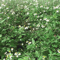 大花咸豐草入侵極為嚴重，低海拔原野地均可見其蔓延；圖片提供：陳超仁。