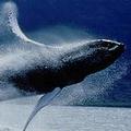 躍出海面的座頭鯨；攝影：英國綠色和平組織