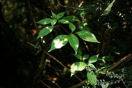 中海拔森林中承接著斑光的植物葉長花。圖片來源：孟琬瑜