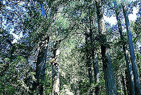 不少原始檜木林藏在隱密的山陵間，氣勢磅礡的傘葉，庇護著叢叢紅豆杉、台灣杉、粗榧等遠古植物。