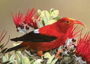 I'iwi是一種夏威夷的鳥類，屬瀕絕物種。攝影：Jack Jeffrey。提供：美國內政部。