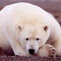 阿拉斯加的北極熊；圖片提供：U.S. Fish and Wildlife Service