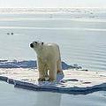 北極熊在暖化的冰洋中站在僅有一英哩寬的冰塊上；攝影：Francis Lai