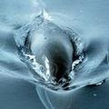 南大洋的小鬚鯨；圖片提供：澳大利亞南極司