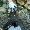 受污染的威廉王子灣海灘下方狀況；圖片來源：艾克森漏油事件處理委員會。
