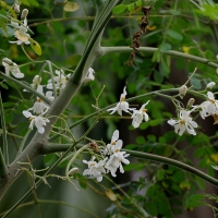 開花中的辣木（Moringa Oleifera）。攝影：J.M. Garg。Wiki 創用授權）