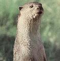 稀有滑毛水獺A rare smooth-coated otter；圖片來源：U. Vermont