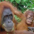 蘇門答臘島上復育的紅毛猩猩；攝影：Aikaterinh