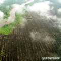 印尼雨林遭開發情形；圖片來源：綠色和平