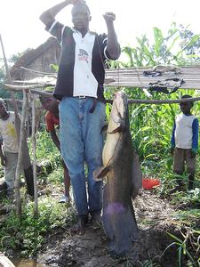曼多比濕地釣起的大魚。照片提供：溼地公約秘書處。Inogwabini Bila-Isia攝。