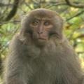 台灣獼猴