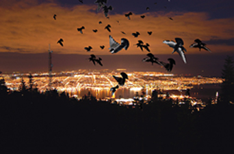 燈火通明的城市，容易混淆遷徙鳥類的巡航系統。 