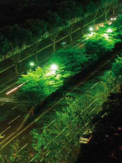 路燈旁的行道樹常是光害的頭號受害者；圖片來源：新自然主義出版社