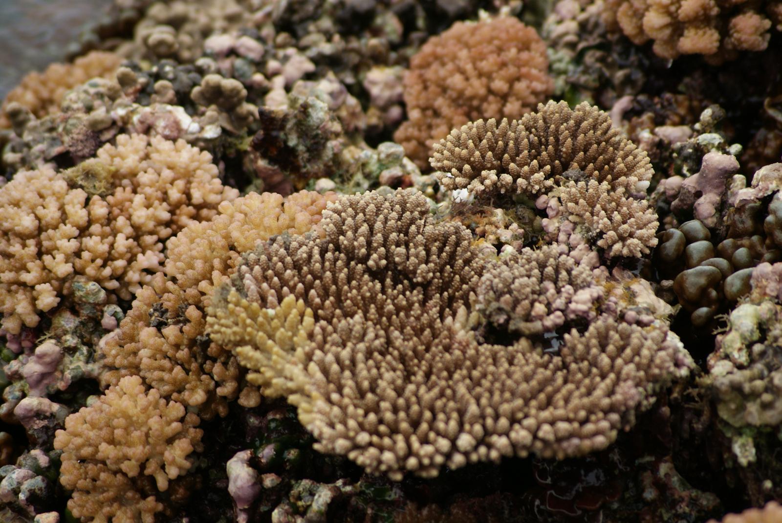 莿桐前方海面下珍貴的珊瑚。圖片出處：Singsing拍攝