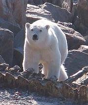 北極熊在加拿大巴芬島上大快朵頤，享用鯨魚的殘骸。 D.W. Baker 攝