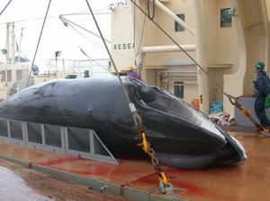 日本捕鯨船秤重器上的小鬚鯨。圖片由 Institute of Cetacean Research 提供。