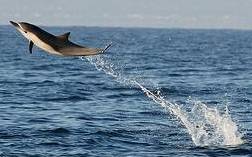 加州沿岸一條海豚自水中躍出。Ed Furry 攝。